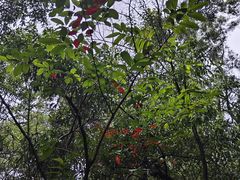 -广州市白云山风景名胜区
