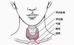 -香薇妮丝·定制减肥·身材管理
