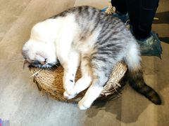 -猫儿山۰猫主题餐厅