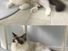 -喵的天空名猫咖啡馆·撸猫·猫舍·用品