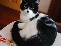 -爱侣宠医·鹦鹉专科·小型哺乳类·异宠专科(灵石路店)