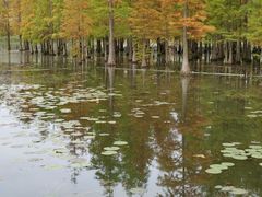 -白鹭湾湿地公园