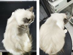 -PETKIT 小佩宠物·低压洗护·美容·寄养(安远店)