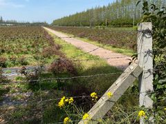 -上海长兴岛郊野公园