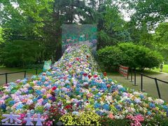 -上海共青森林公园