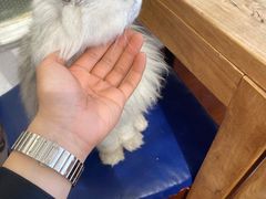 -猫小院猫主题咖啡厅(北锣店)