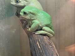 -酷以爬仙阁实体爬宠店·守宫·蜥蜴·专业繁育