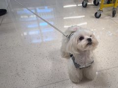 -帕帕拉兹宠物(亚洲旗舰店)