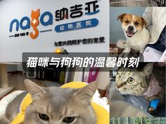 -纳吉亚猫专科动物诊疗中心(蒋宅口分院)