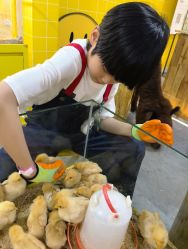 -神奇动物撸宠馆·羊驼·小浣熊·异宠(豫园店)