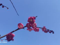 -杭州植物园
