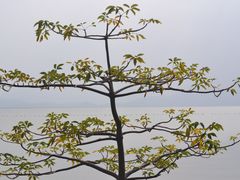 -深圳湾公园(南山区)