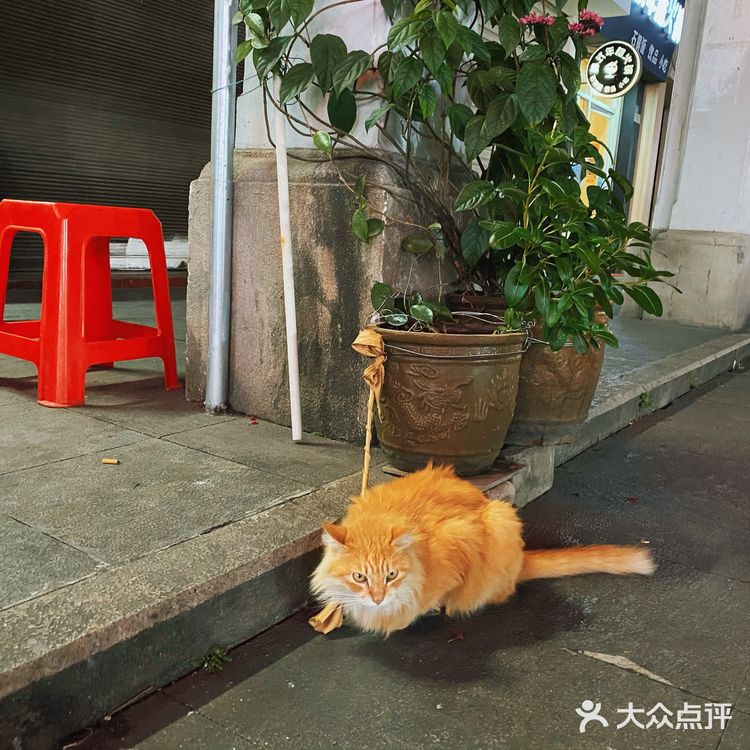 他说这里老房子多，意味着也多