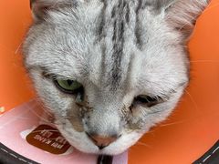 -萌兽医馆·犬猫专科·眼科中心·宠物医院(朝阳门分院)