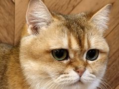 -MOCHA明星猫咖(田子坊店)