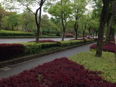 -新江湾城公园