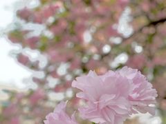 -四川大学(望江校区)