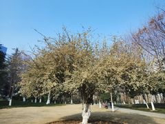 -后襄河公园
