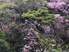 -梧桐山风景名胜区