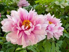 -中国科学院华南植物园