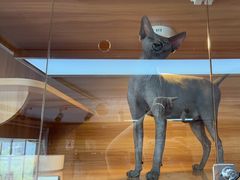 -喵百万·布偶·蓝金金渐层英短·猫舍(百子湾店)