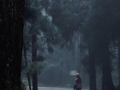-武陵山森林公园