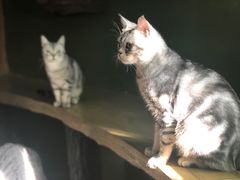 -猫猫幼稚园·撸猫·桌游·电玩