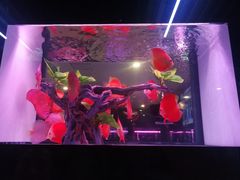 -中环花鸟鱼虫市场