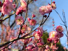 -梅花山(明孝陵内)