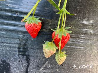 啦啦啦，粗莓，怎么会有那么好吃的粗莓  真是对草莓没