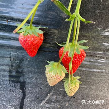 啦啦啦，粗莓，怎么会有那么好吃的粗莓  真是对草莓没