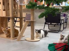 -Heymao猫咖.咖啡厅(东门店)