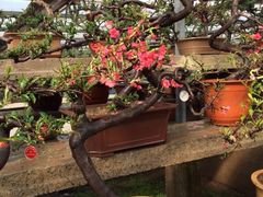 iphone_upload_pic-中国唐苑