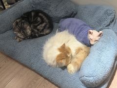 -有猫主题·治愈系猫咖(曾厝垵店)