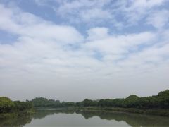-大湾区中央湿地公园