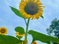 -孔雀湖生态旅游区