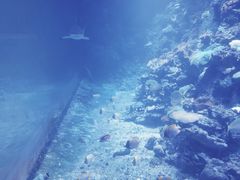 -江和美海洋公园