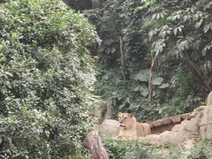 -广州长隆野生动物世界