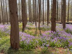 -黄海国家森林公园