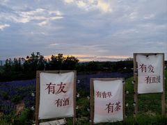 -薰衣草NE庄园