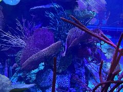 -迪拜帆船酒店海底餐厅