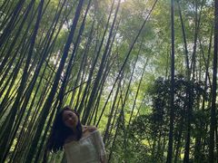 -铁山坪森林公园