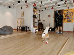 用餐区-南京Hallo宠物乐园·哈罗犬舍·柴犬繁育基地