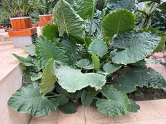 -沈阳植物园