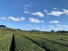 -雪绿茶博物馆