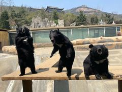 -东方熊牧场