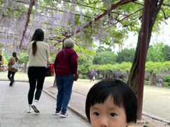 -嘉定紫藤园