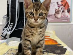 -凯特喵百思猫专科医院