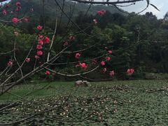 -大雁山风景区
