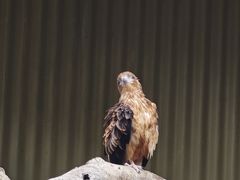 -费瑟代尔野生动物园